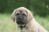 MASTIFF 016